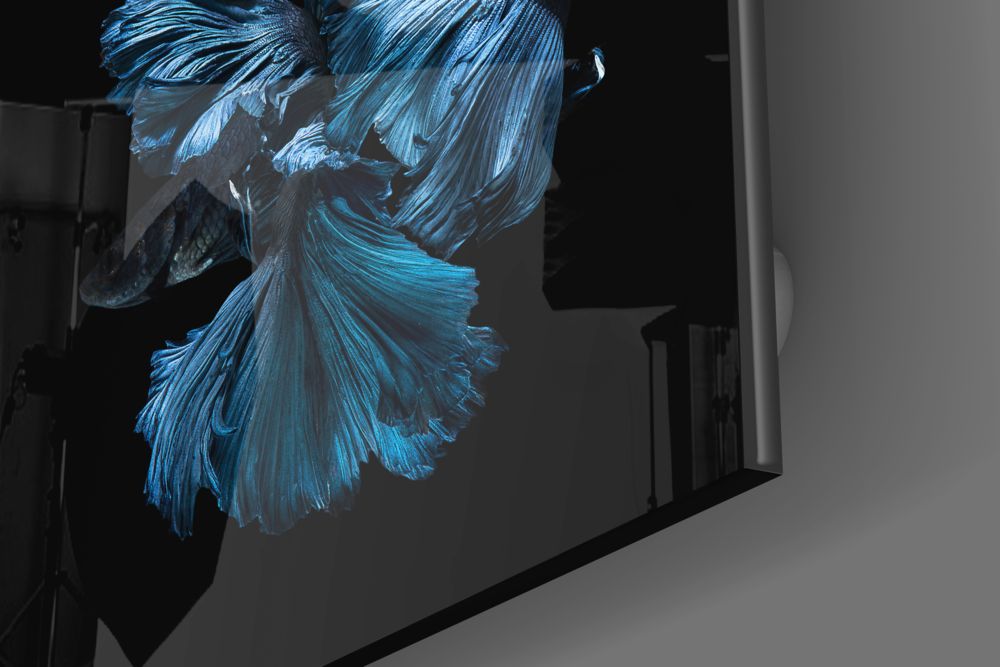 Betta Fish Glass Wall Art