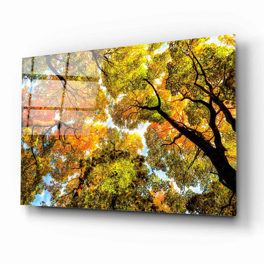 Autumn Trees Glass Wall Art - LUXARTDECO
