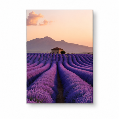 Provence lavender field glass wall art on white square background with shadow