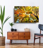 Autumn Trees Glass Wall Art