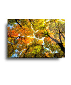 Autumn Trees Glass Wall Art